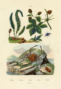 Agracejo, 1833-39 de French School